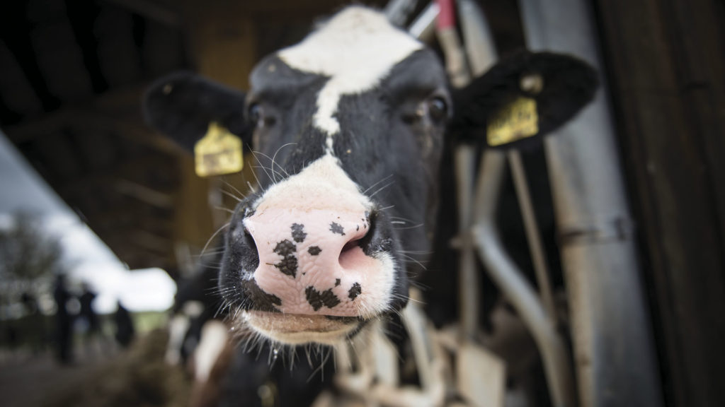 Os animais necessitam de alimento e água para manter as suas funções vitais e para dar resposta aos níveis de produção esperados, através daquilo que uma dieta equilibrada deve suportar.