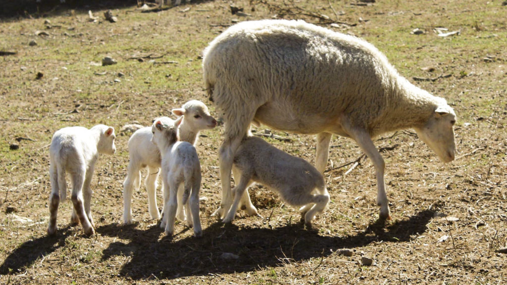 Os ovinos domésticos têm uma diversidade de raças e genótipos com características completamente distintas e adaptadas às condições ambientais mais diversas (temperatura, humidade, latitude, altitude, etc.).