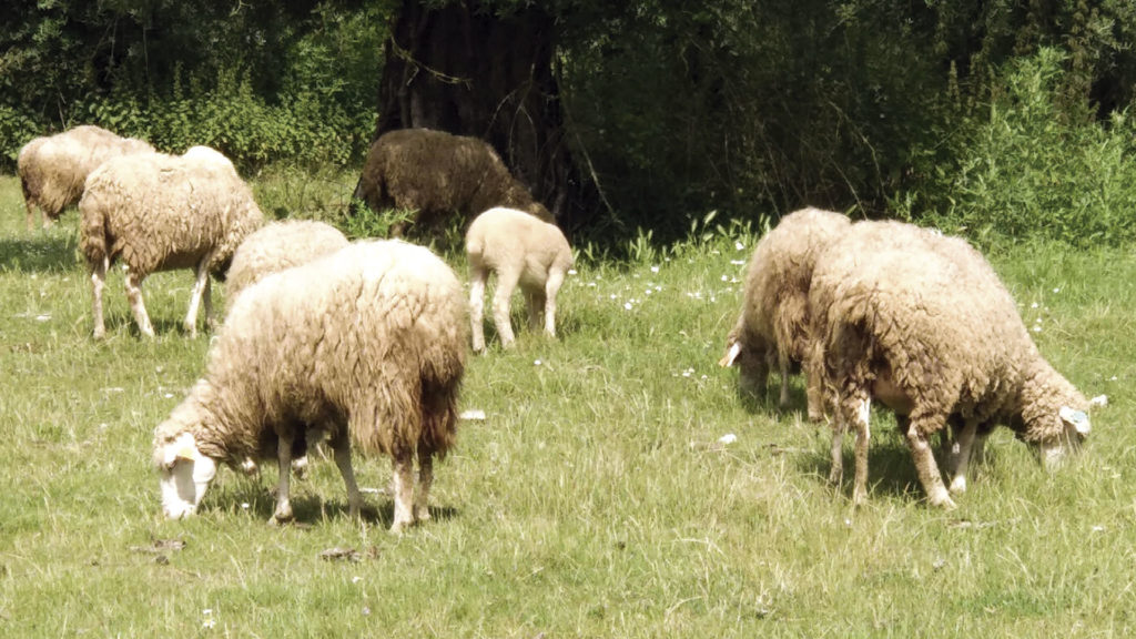 Em Portugal existe uma grande diversidade genética de ovinos, destacando-se a existência de 15 raças autóctones, distribuídas de forma equitativa entre o Norte e o Sul do Tejo.